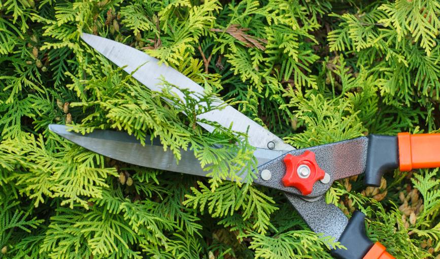 Hedge Trimming